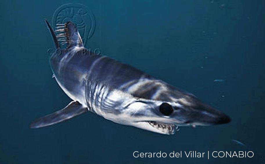 pesca de tiburones